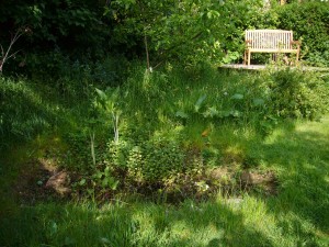 Pond and meadow