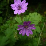 Little purple flowers