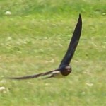 swallow in flight