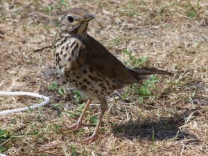 Thrush