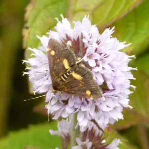 Moth on water mint