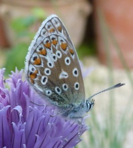 Butterfly on chives
