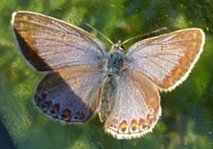 Butterfly on green house