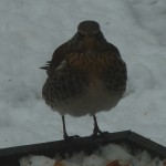 Fieldfare on the ground feeder