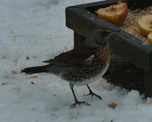 Fieldfare